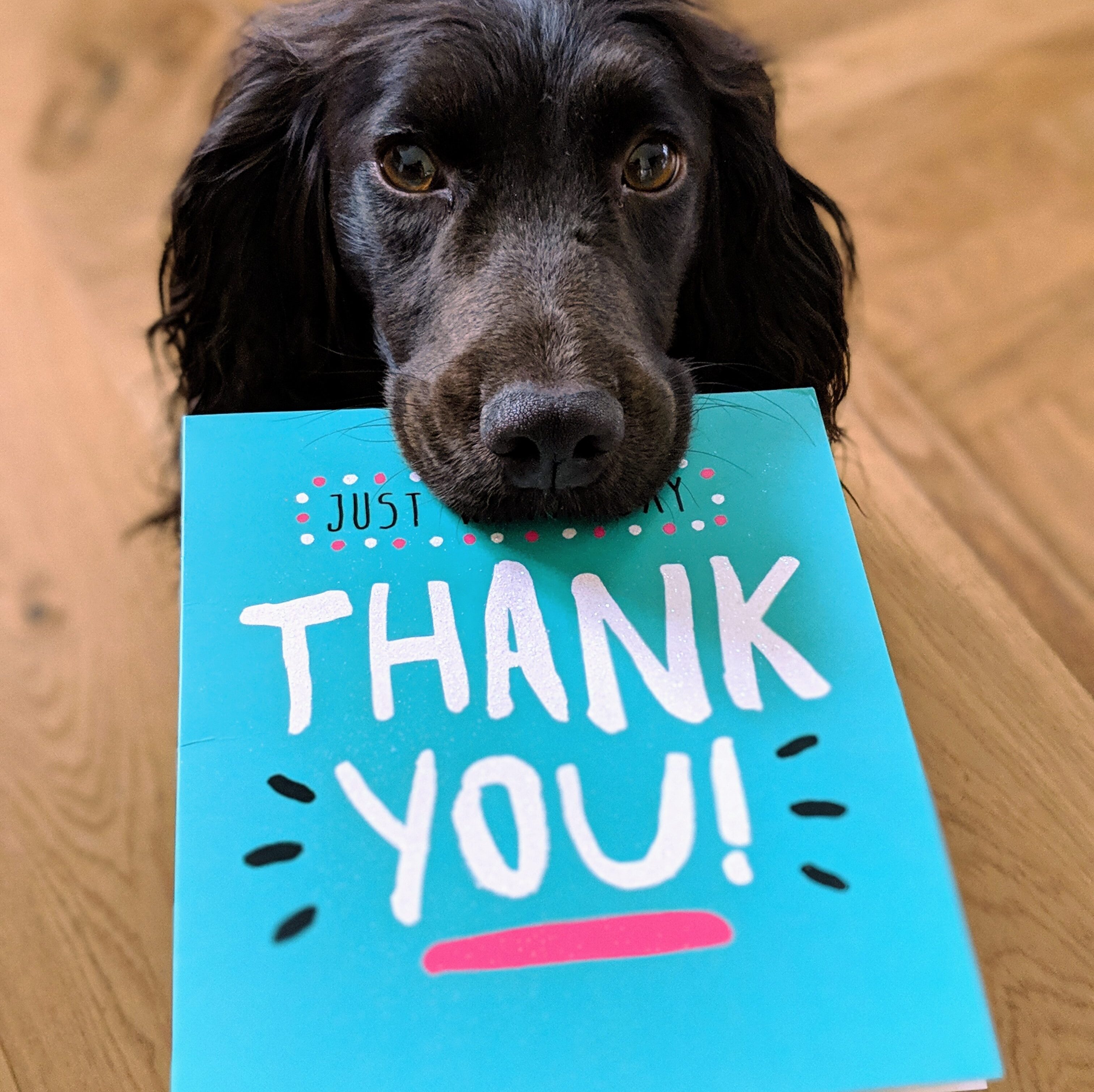 Ein Hund mit treuen Augen hält eine Dankeskarte in die Kamera.