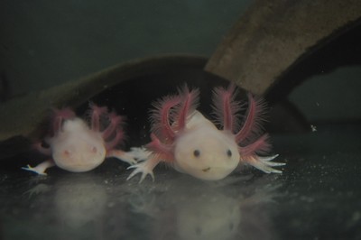 Axolotl - Amphibienland