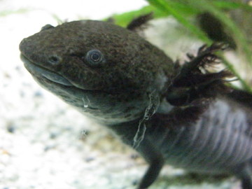 Axolotl - Amphibienland