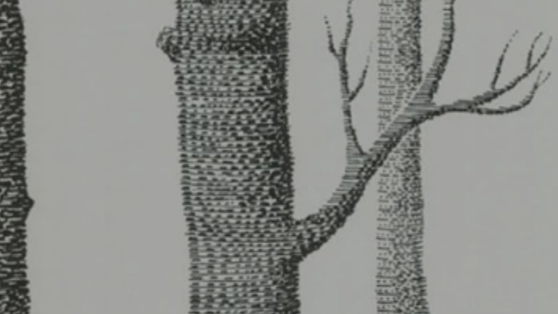 Tapete von Cole & Son - Woods