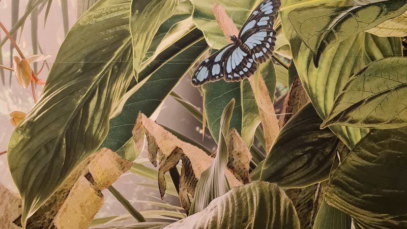 Vlies Fototapete "Into the wild".