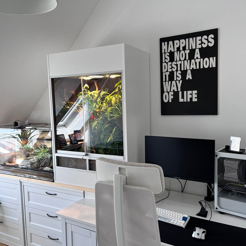 Kronengecko Terrarium