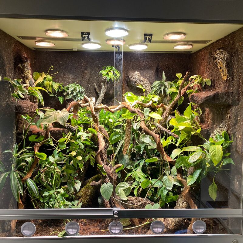 Sclangen Terrarium