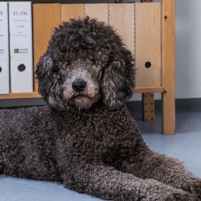 Dein treuer Motivator ...