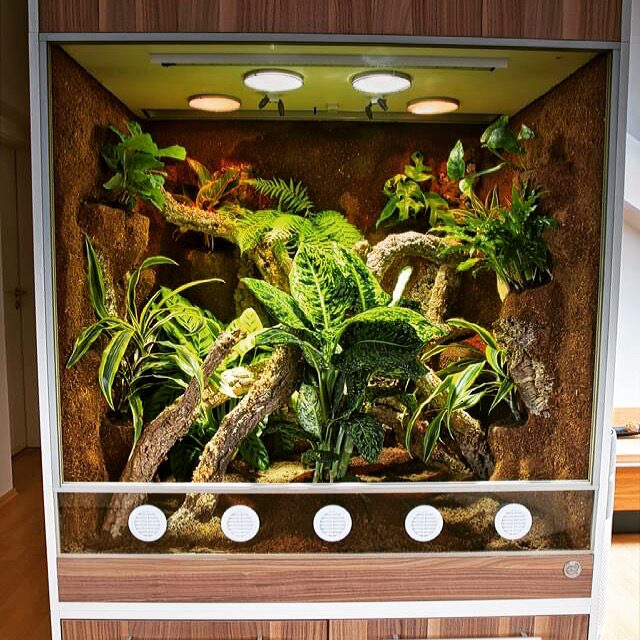 Schlangen Terrarium