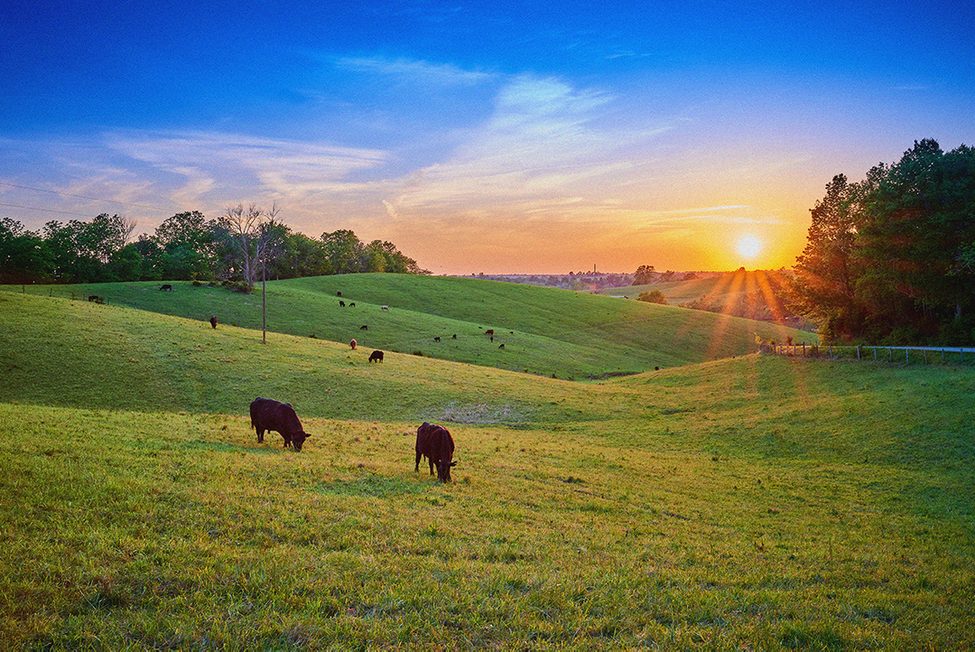 Kentucky Grass Fed Grass Finished Beef One Cow Farm